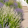 Munz's Sage Seeds - 20 Pack | California Native Landscaping Plant (Salvia munzii) for Rock Gardens and Borders