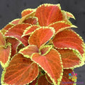 Coleus Seeds - 25 Fairway Orange - Perfect for Garden Planting - Coleus blumei