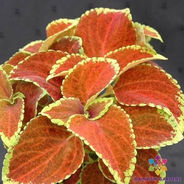 Coleus Seeds - 25 Fairway Orange - Perfect for Garden Planting - Coleus blumei