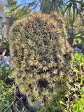 Deuterocohnia lorentziana Cutting - Rare Un-Rooted Succulent in 2" Pot - Unique Plant for Collectors and Enthusiasts