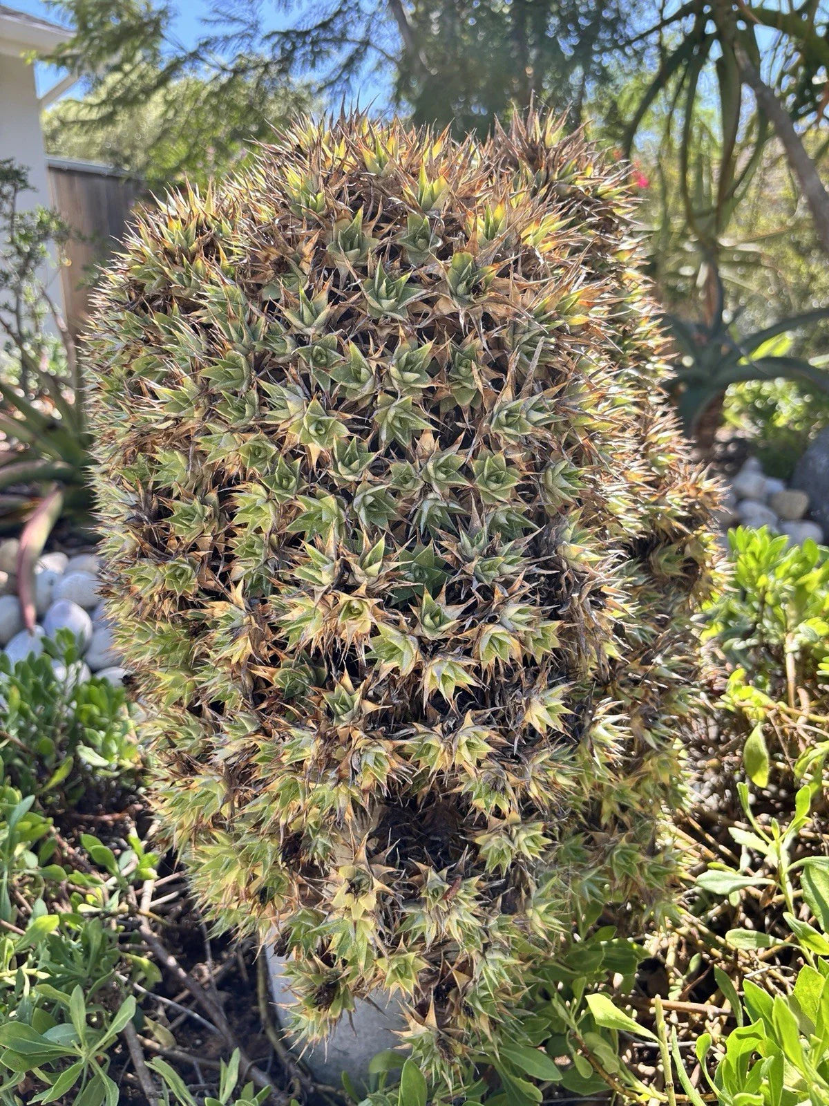 Deuterocohnia lorentziana Cutting - Rare Un-Rooted Succulent in 2" Pot - Unique Plant for Collectors and Enthusiasts