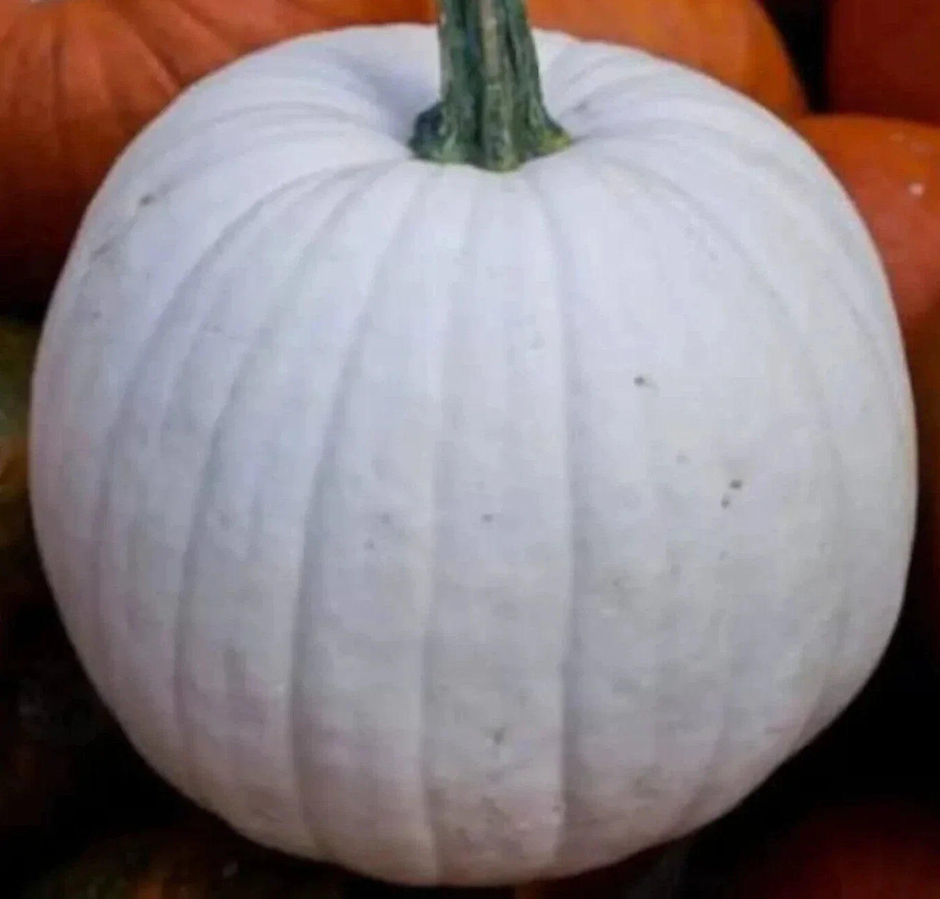 White Pumpkin Seeds 10+ "Casper" Variety for Halloween Garden Vegetable Squash - Free Shipping