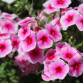 Brilliant Phlox Seeds | Flower Seeds | Vibrant Color Mix | Phlox paniculata | Free Shipping
