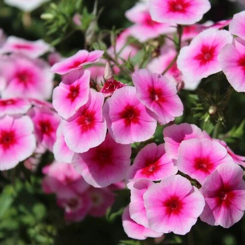 Brilliant Phlox Seeds | Flower Seeds | Vibrant Color Mix | Phlox paniculata | Free Shipping