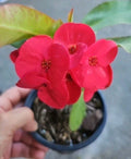 Thai Red Crown of Thorns Live Plant 7" - Euphorbia milli 'Corona de Cristo' - Succulent Houseplant for Indoor Decor