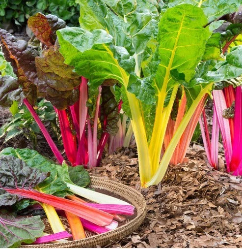 Rainbow Swiss Chard Seeds - 200 Non-GMO Organic Open Pollinated Seeds (Beta vulgaris)