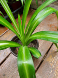 Rooted Airplane Plant in Pot, Solid Green, Live Spider Plant, Chlorophytum comosum, 8"-10" Tall