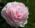 Peony Seeds - 10pc Garden Flower Seeds - Exotic Varieties - Paeonia spp. - USA Seller with Free Shipping