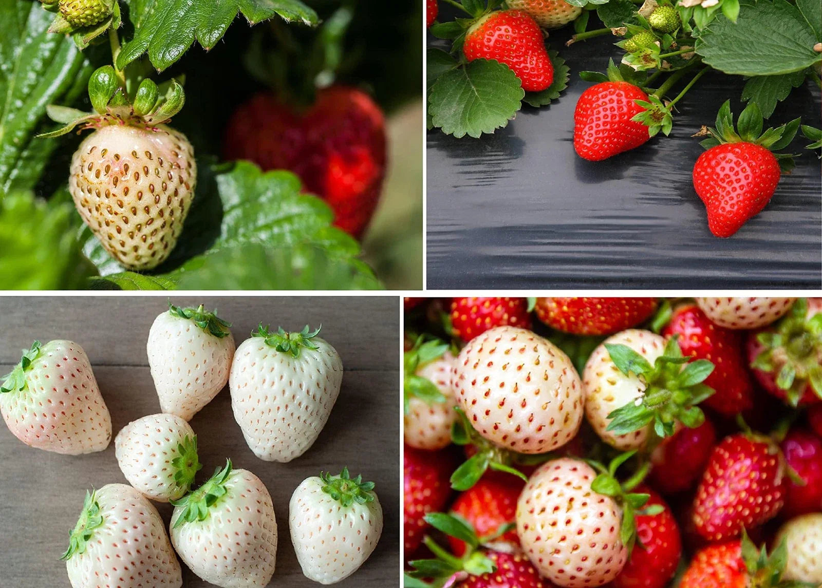 Strawberry Seeds Packet - 200 Seeds Total - 100 Red & 100 White Varieties - Fragaria x ananassa