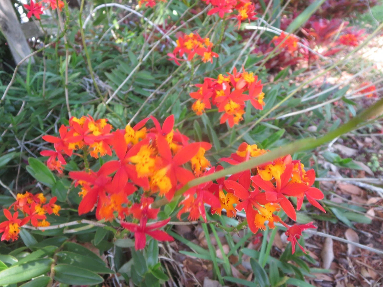 Ground Orchid Cuttings - 5 Aerial Root Epidendrum Orange - Tropical Houseplant