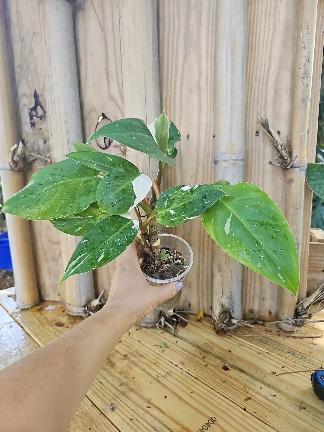 White Princess Philodendron Plant - Highly Variegated Halfmoon with Pup - USA Seller - Rare Houseplant