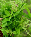 Tulsi Seeds - 200+ Organic Tulasi Seeds, Medicinal Holy Basil Herb, Ocimum tenuiflorum