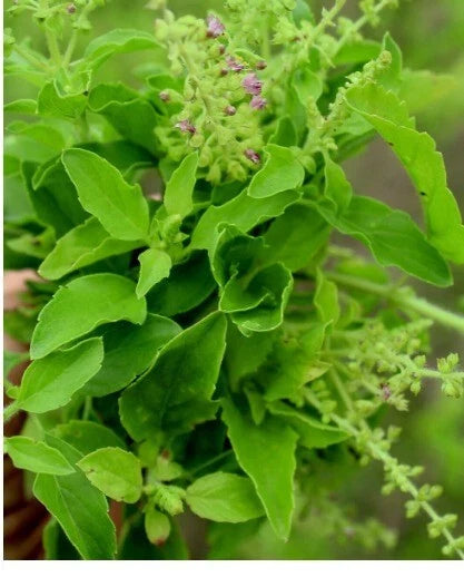 Tulsi Seeds - 200+ Organic Tulasi Seeds, Medicinal Holy Basil Herb, Ocimum tenuiflorum