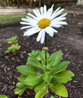 Montauk Nippon Daisy Perennial Live Plant Set of 3 Bare Root 3 Years Old Leucanthemum x superbum