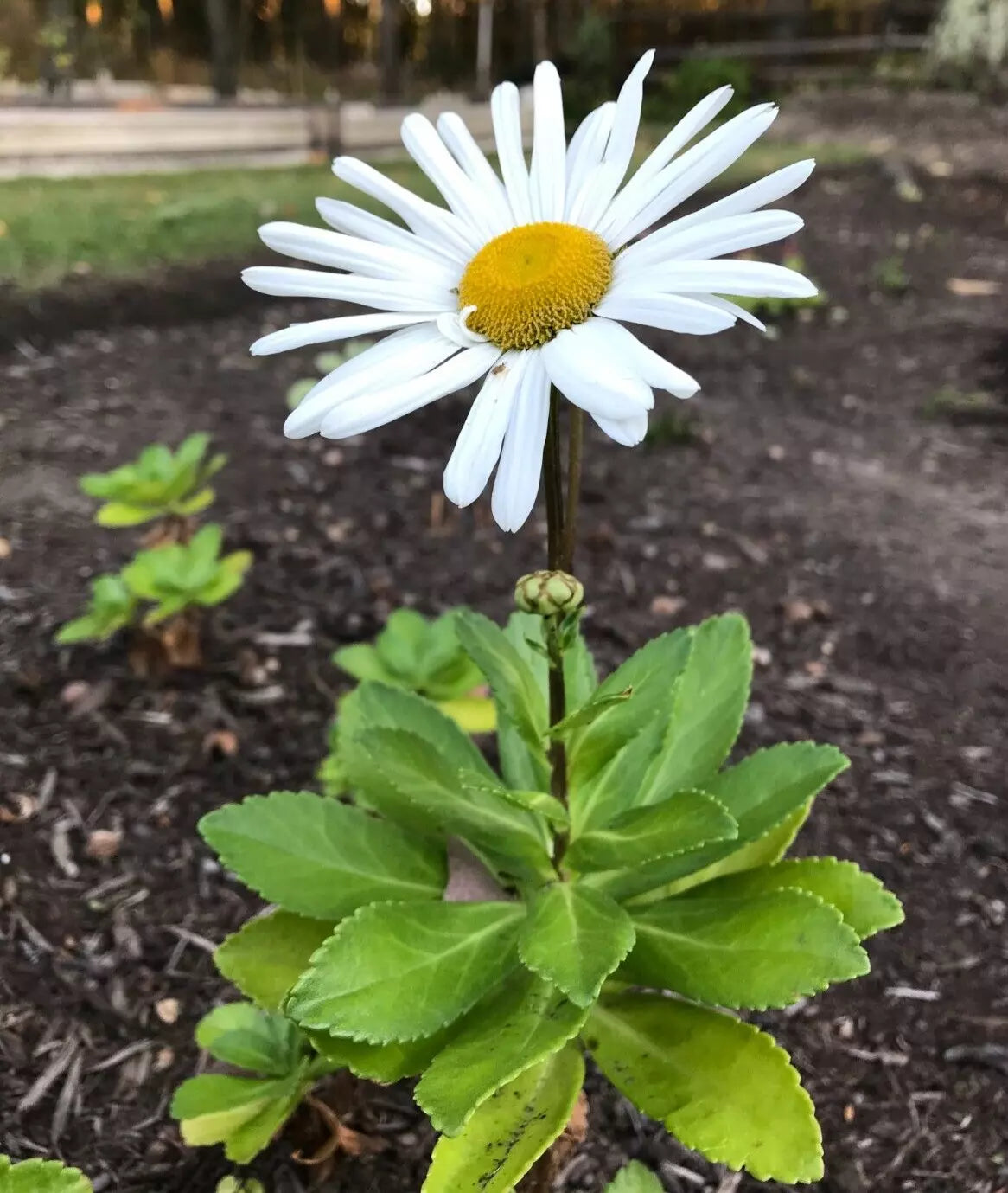 Montauk Nippon Daisy Perennial Live Plant Set of 3 Bare Root 3 Years Old Leucanthemum x superbum