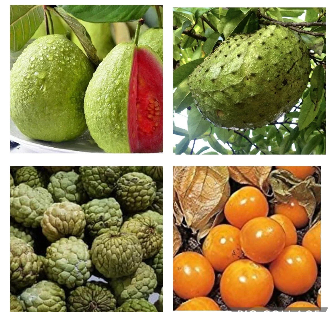 Fruit Seeds Bundle - Guyabano, Red Guava, Atis, Poha Berry - Planting Seeds for Home Garden