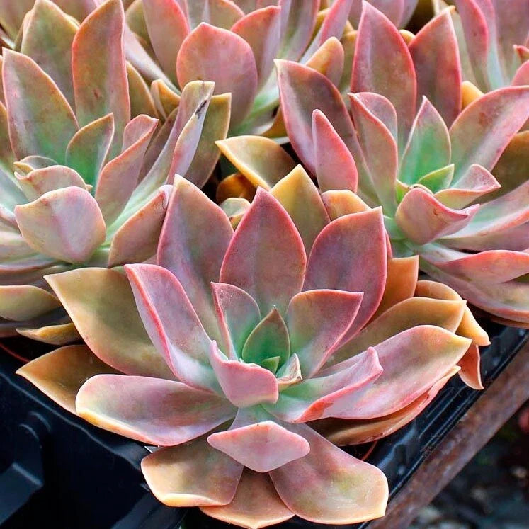 Rare Succulent Graptoveria Dusty Pink Live Plant Garden Decor 4-Inch Healthy Plant