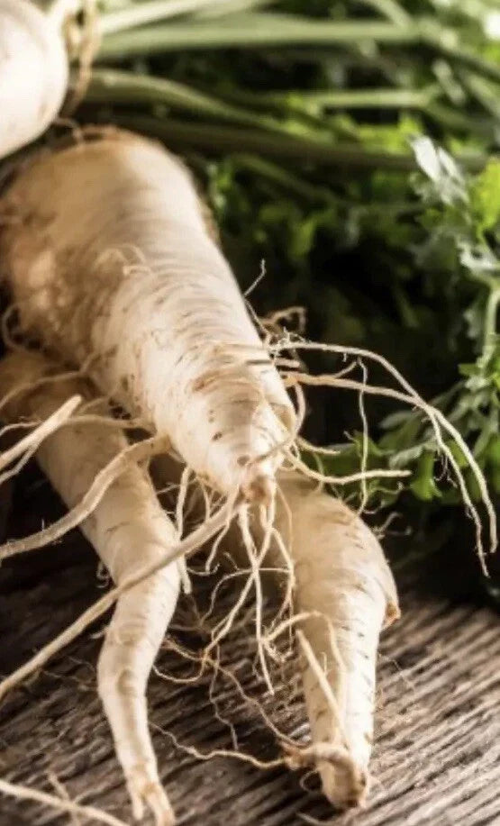 Hollow Crown Parsnip Seeds - 5,000 NON-GMO Vegetable Garden Seeds (1,000 Seeds) - Pastinaca sativa