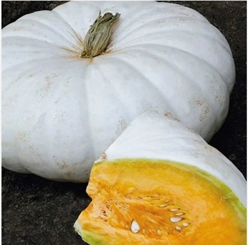 White Flat Boer Ford Stacker Pumpkin Seeds - Organic Heirloom Cucurbita Vegetable