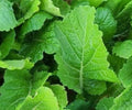 Mustard Seeds 500+ Florida Broadleaf Vegetable Garden Leafy Greens Brassica juncea - Free Shipping
