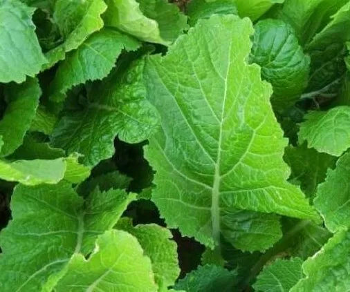 Mustard Seeds 500+ Florida Broadleaf Vegetable Garden Leafy Greens Brassica juncea - Free Shipping
