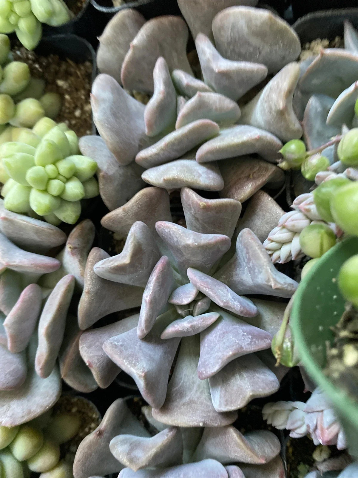Echeveria 'Cubic Frost' Succulent Plant 2" | Wedding Decor, Party Favor, Baby Shower, Father's Day