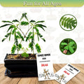 Zombie Bonsai Seed Packets (2 Pack) | Sensory Touch-Reacting Bonsai Plants | Unique Indoor Gardening | (Zelkova serrata)