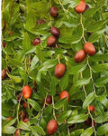 Bare Root Chinese Jujube Tree 4 ft Honey Jar Variety (Ziziphus jujuba)