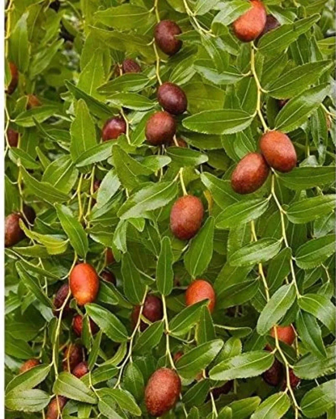Bare Root Chinese Jujube Tree 4 ft Honey Jar Variety (Ziziphus jujuba)