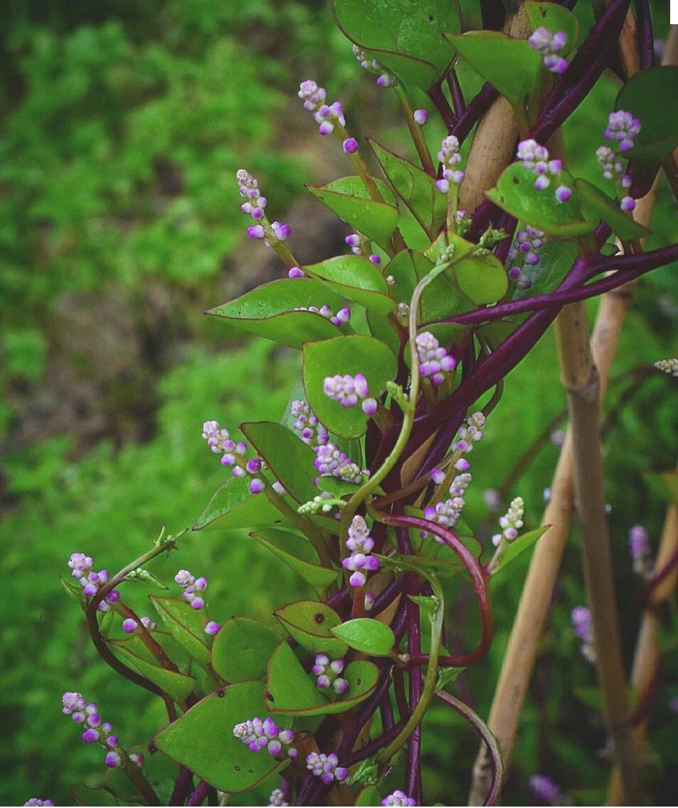 Red Malabar Spinach Seeds - 30 Non-GMO Organic Seeds - Open Pollinated - Basella rubra