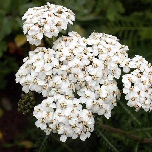 White Yarrow Seeds | 500-10,000 Seeds | Non-GMO | Achillea millefolium