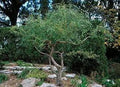 Corkscrew Willow Tree Cuttings - 3 Fast Growing Cuttings for Privacy or Shade - Salix babylonica 'Tortuosa'