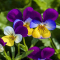 Johnny Jump Up Seeds - 500+ Count - Viola Tricolor - Flower Seeds - Free Shipping USA
