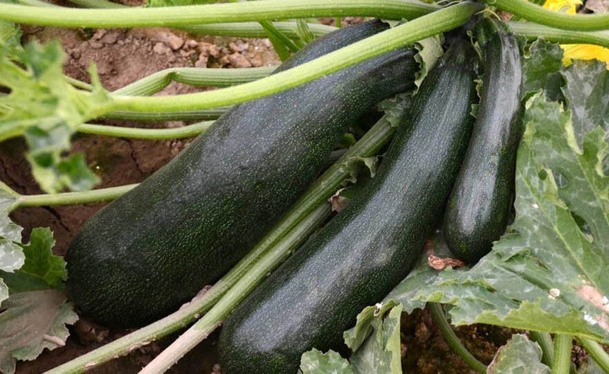 Black Beauty Zucchini Squash Seeds - 25+ Seeds for Planting - Cucurbita pepo - USA Grown, Non-GMO
