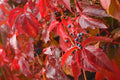 Virginia Creeper Seeds, 20 Count, Parthenocissus quinquefolia, Fast-Growing Climbing Vine for Gardens and Trellises