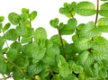 Peppermint Seeds - 400 Count Non-GMO Heirloom Herb - Mentha piperita - Free Shipping