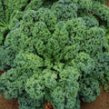 Curled Blue Scotch Vates Kale Seeds - 1000+ Count - Brassica oleracea - Ideal for 2025 Planting - USA Garden