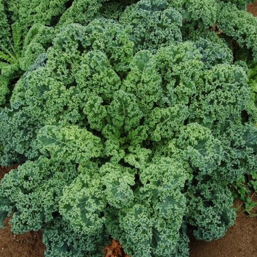 Curled Blue Scotch Vates Kale Seeds - 1000+ Count - Brassica oleracea - Ideal for 2025 Planting - USA Garden