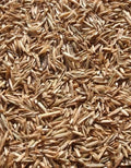 Perennial Ryegrass Seeds - Premium Quality - Fast Germination - Lolium perenne - 1 lb