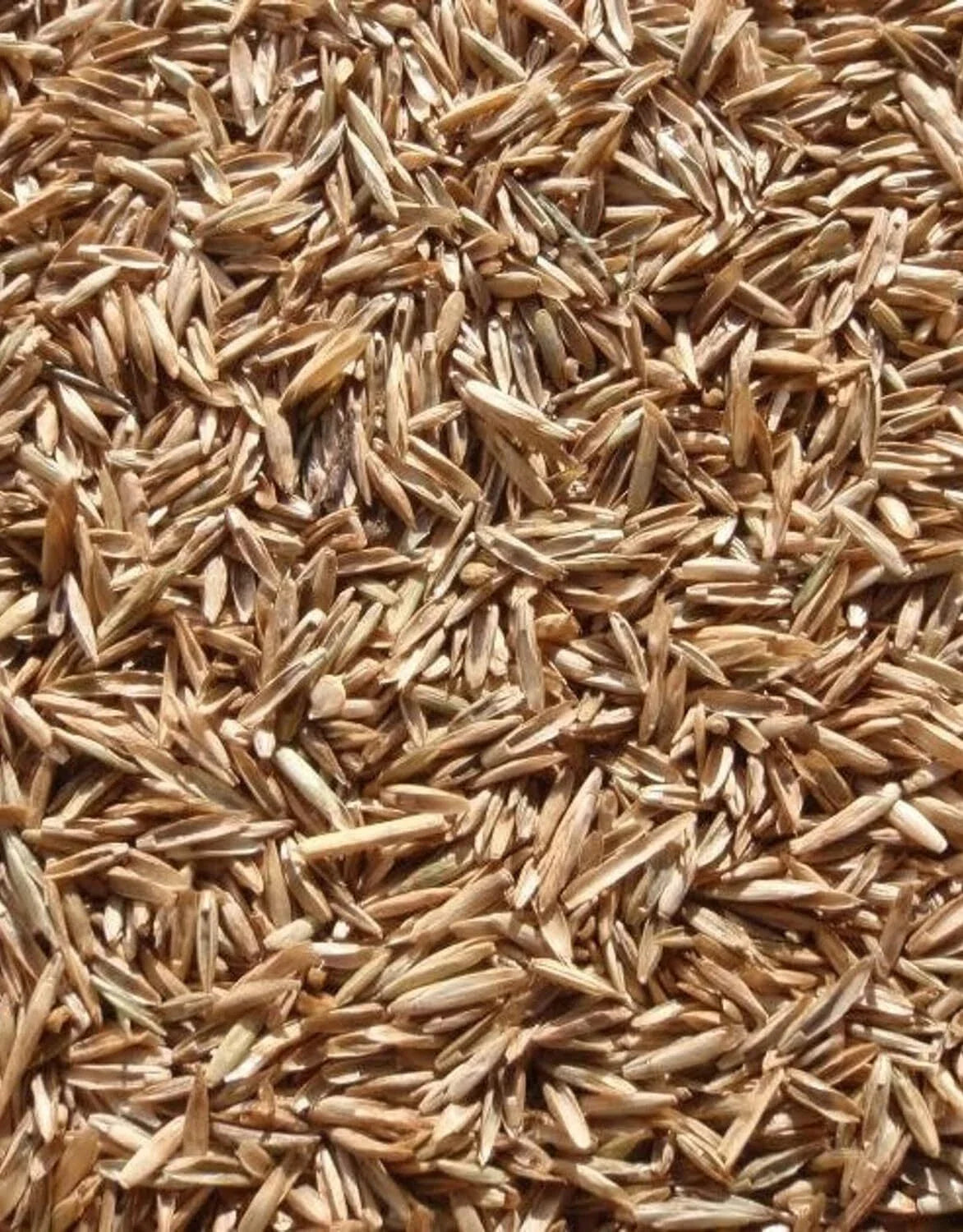 Perennial Ryegrass Seeds - Premium Quality - Fast Germination - Lolium perenne - 1 lb