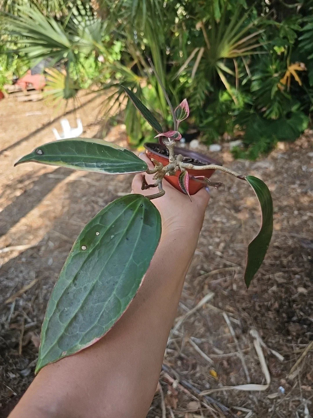 Hoya Macrophylla Variegated Plant in 5" Pot - Tropical Indoor Houseplant, Easy Care Succulent, Unique Foliage