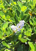 Organic Live California Lilac Cuttings - 10 Blue Blossom Cuttings (Ceanothus Horizontalis)