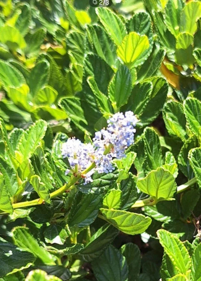 Organic Live California Lilac Cuttings - 10 Blue Blossom Cuttings (Ceanothus Horizontalis)