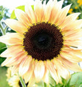 Peach Passion Sunflower Seeds - 25 Perennial Flower Seeds - Helianthus annuus - Bright Blooming Garden Flowers