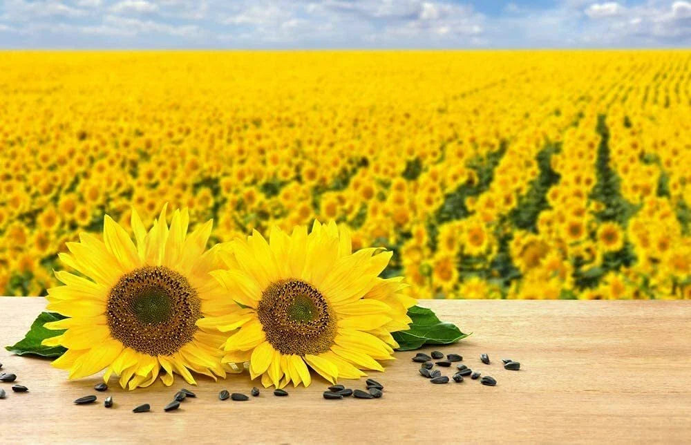 Black Oil Sunflower Seeds - 200 Count - Bird Attracting, Oil Producing - Helianthus annuus