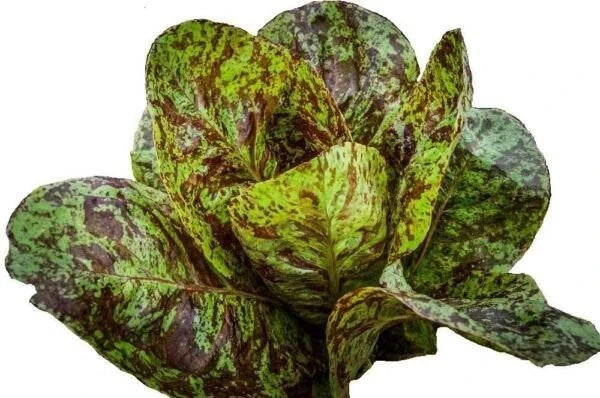Freckles Romaine Lettuce Seeds - 1000+ Heirloom Organic Non-GMO - Lactuca sativa