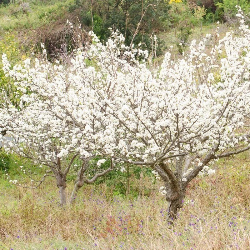 Wild Plum Cuttings Set of 12 Unrooted 6-8 Inches Prunus domestica Missouri Grown Hardy Zones 3-8