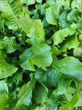 Horseradish Plant Root Seed - Organic Live Root for Planting and Eating - Armoracia rusticana