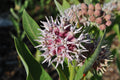Showy Milkweed Seeds - Asclepias - Easy Grow - Butterfly Weed - Perennial Wildflower Seeds - Native Pollinator Plant