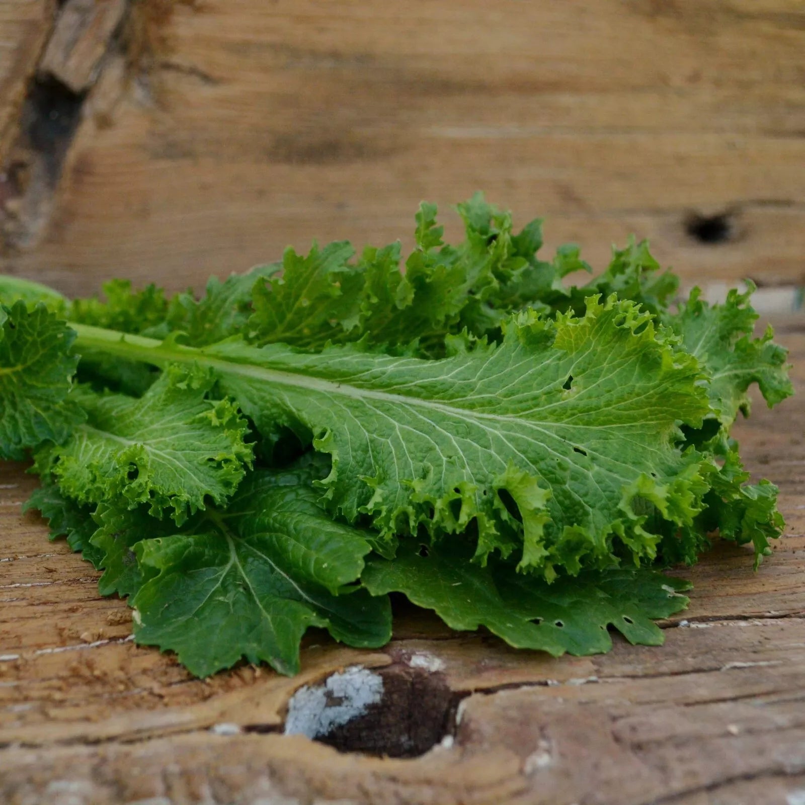 Giant Curled Mustard Seeds - 300+ Pack | Brassica Variety | Fresh Garden Seeds, USA Grown